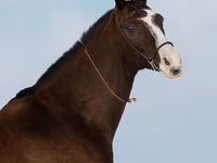 Mare, Akhal-Teke — photo 6