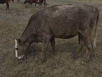 Kuh, Rote hornlose Kuh — Foto 6