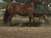 Yegua, Caballos — foto 2