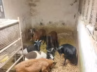 Schaf, Cameroon sheep — Foto 4
