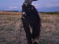 公山羊, Goats — 照片 1
