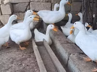 German Pekin — photo 3