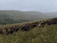 绵羊（批次，未指定性别）, Karachay sheep — 照片 7