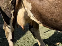 بقرة, Swiss cattle — الصورة 2