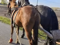 Mare, Hungarian horse breed — photo 3