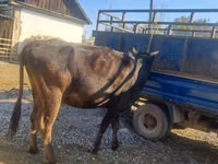母牛, Cattle — 照片 3