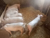 母猪, Pigs — 照片 5