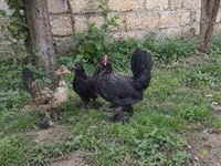 Japanisches Bantam — Foto 2