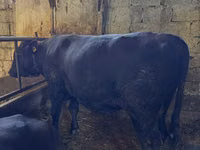 Bulle, Rote hornlose Kuh — Foto 2