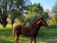 母马, Skyros Pony — 照片 3