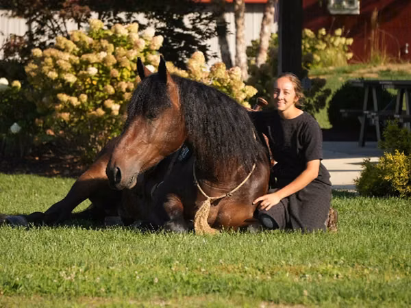 Hengst, Racking Horse