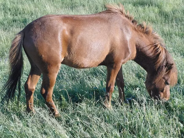 Horse (M), Horses