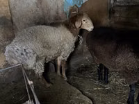 Widder, Rhon sheep — Foto 2