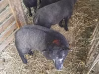 Oveja, Texel sheep — foto 3