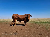 Bull, Bifmaster — photo 1