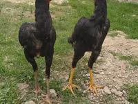 Shamo chickens — photo 1