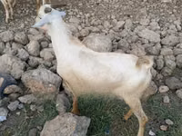 Billy Goat, Goats — photo 8