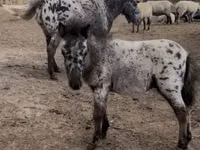 Horse (M), Horses — photo 1