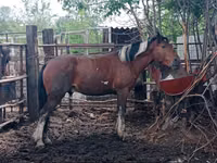 حصان, Altai horse — الصورة 6