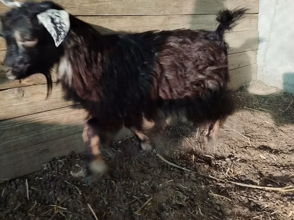 Goat, Goats