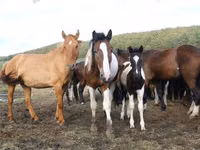 घोड़ी, Horse breed — फ़ोटो 8