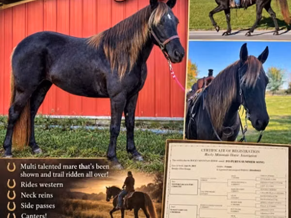 Mare, Rocky Mountain Horse