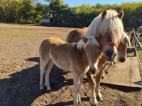 Stute, Haflinger — Foto 1
