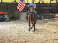 घोड़ा, Standardbred — फ़ोटो 4