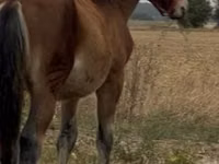 Caballo, Lipizzaner — foto 3