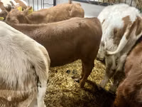 Cow, Cattle — photo 4