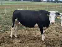 Vaca, Raza Holstein — foto 2