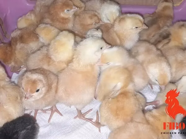 Chickens — 肯尼亚