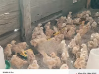 Chickens — photo 2