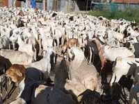 Goats (batch, sex not specified), Goats — photo 2