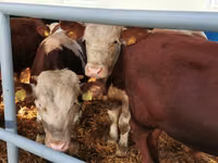 Rinder (Partie, Geschlecht nicht angegeben), Simmental cattle — Foto 1