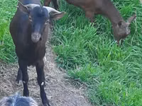 Cabra, Irish goat — foto 3