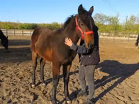 公马, Nonius horse — 照片 3