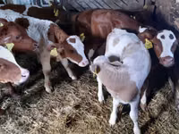 Bull, Simmental cattle — photo 1