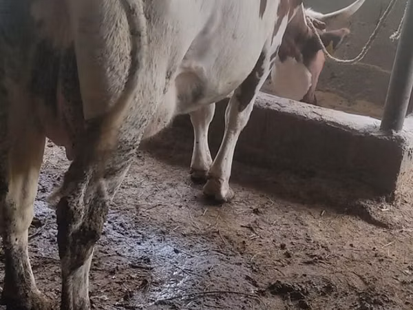 بقرة, أيرشير
