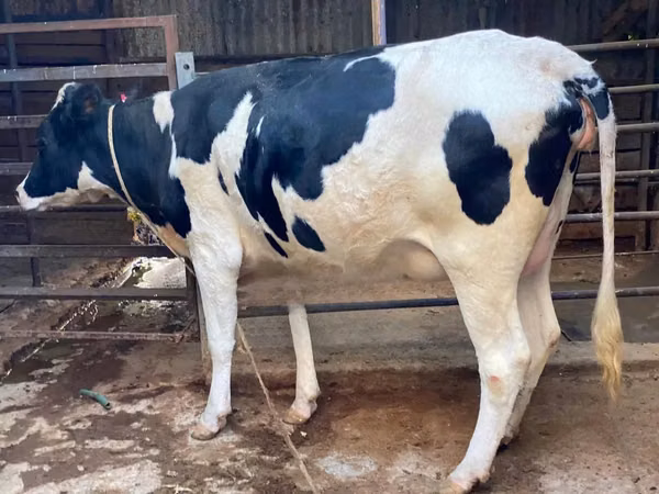 Cow, Holstein breed
