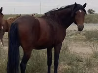 Caballo, Anglo-Arabian — foto 1