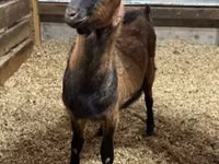 Billy Goat, Alpine goat — photo 1
