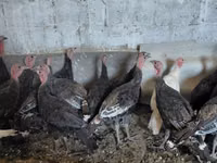 Turkeys — الصورة 4