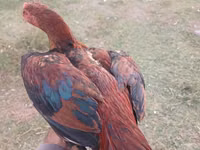Chickens — Foto 3