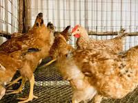 Shamo chickens — photo 5