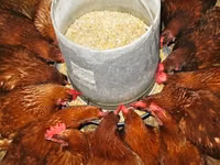 Chickens — photo 1