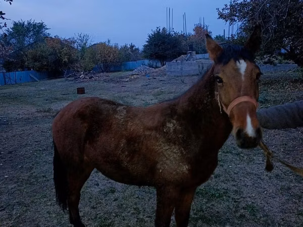 Horse (M), Tiger horse