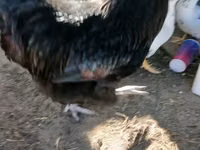 Australorp — photo 5