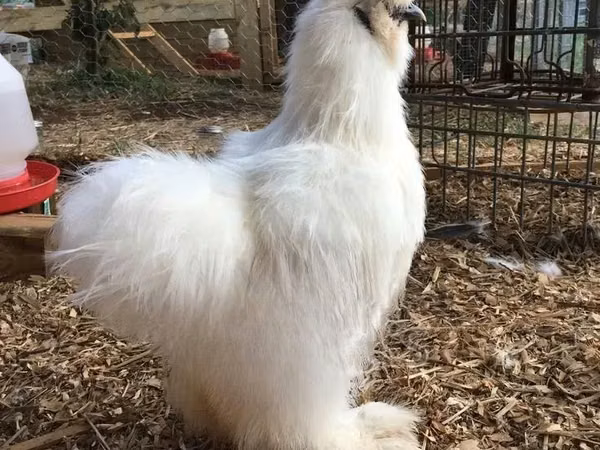 Silkie