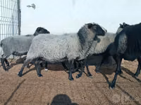 भेड़ें (लॉट, लिंग निर्दिष्ट नहीं), Romanov sheep — फ़ोटो 4